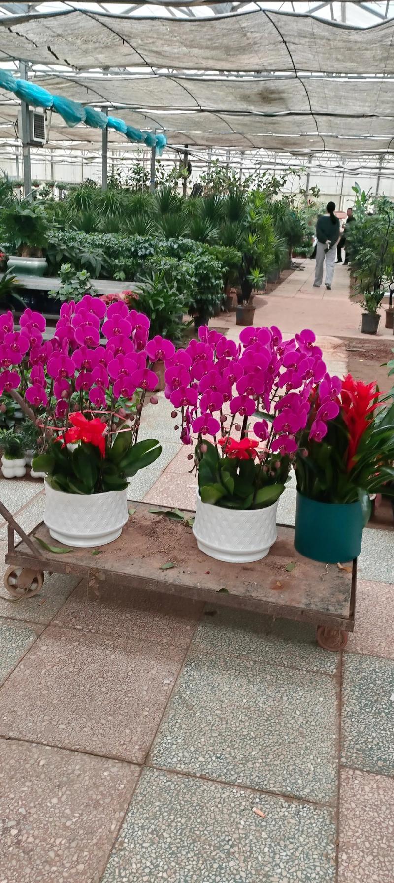 苗木花卉批发