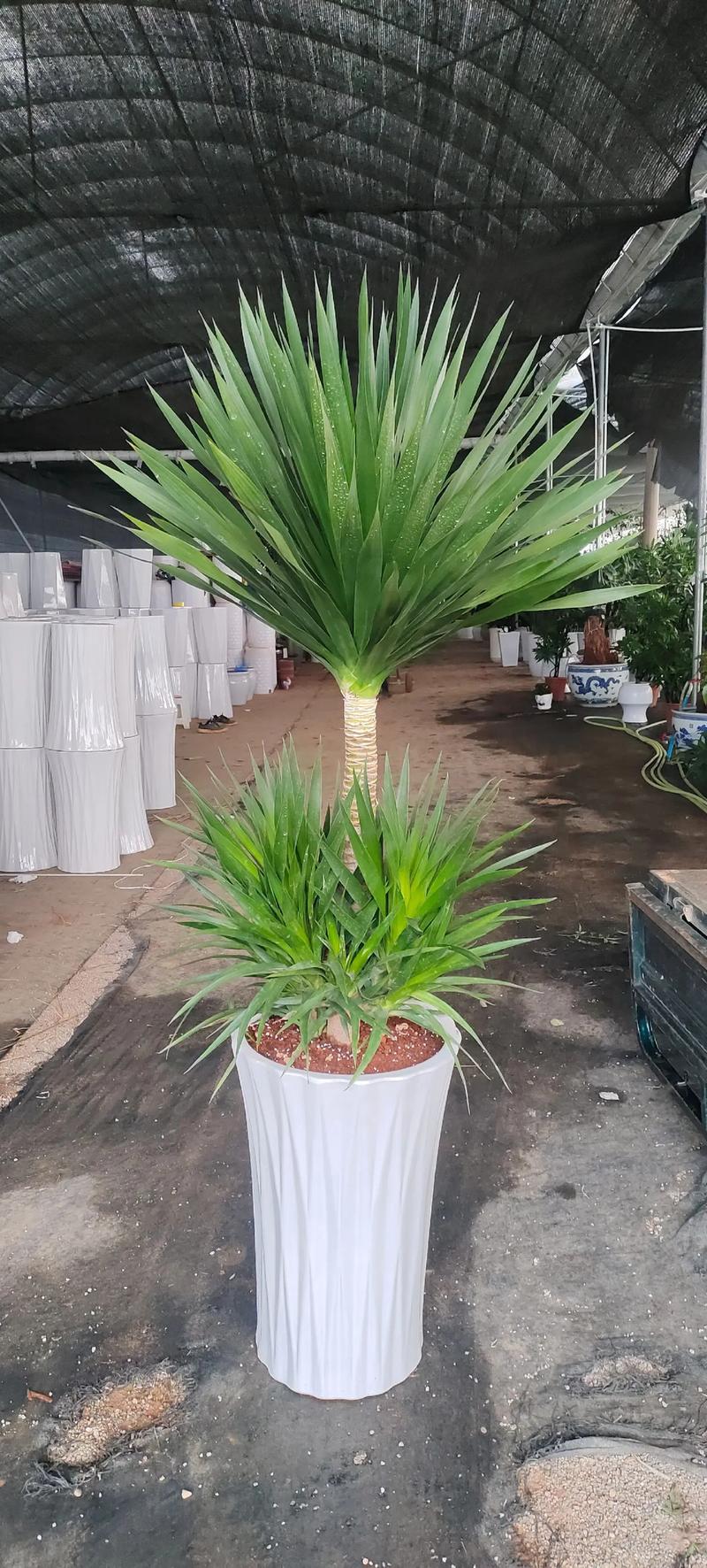 沭阳花木基地:绿色经济的新引擎